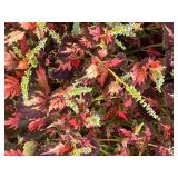 VERY Large Clay Potted Plant