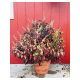 VERY Large Clay Potted Plant