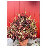 VERY Large Clay Potted Plant