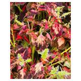 VERY Large Clay Potted Plant