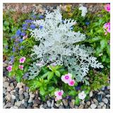Purple Planter with Flowers