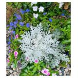 Purple Planter with Flowers