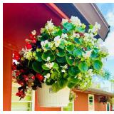 Flowers and Hanging Plant