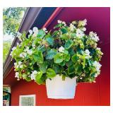 Flowers and Hanging Plant