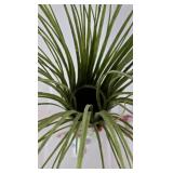 Pretty Decorative Vase Collection