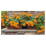 Marigold Plant Duo