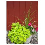 Large Potted Plant Variety