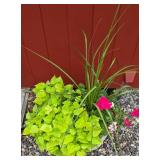 Large Potted Plant Variety