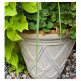 Large Potted Plant Variety