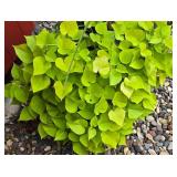 Large Potted Plant Variety