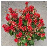 Large Planter with Red Salvia Plantings