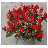 Large Planter with Red Salvia Plantings