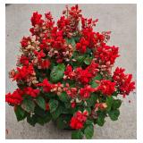 Large Planter with Red Salvia Plantings