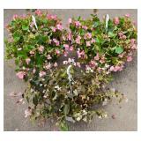 Trio of Wax Begonia Hanging Plants