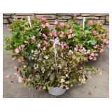 Trio of Wax Begonia Hanging Plants