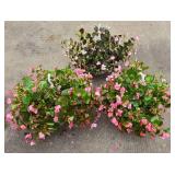 Trio of Wax Begonia Hanging Plants