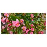 Trio of Wax Begonia Hanging Plants