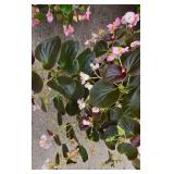 Trio of Wax Begonia Hanging Plants