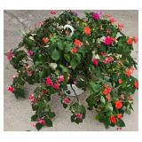 10" Potted Fuchsia Plant