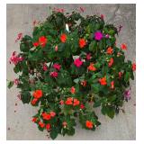 10" Potted Fuchsia Plant