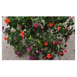 10" Potted Fuchsia Plant