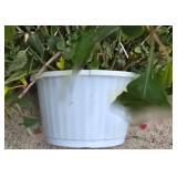 10" Potted Fuchsia Plant