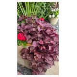 Large Beige Planter Containing a Variety of Colorful Foliage & Florals