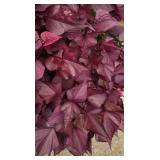 Large Beige Planter Containing a Variety of Colorful Foliage & Florals