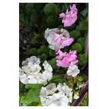 Pretty Potted Floral Varieties