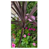 Pretty Potted Floral Varieties