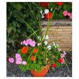 Pretty Garden Potted Plants