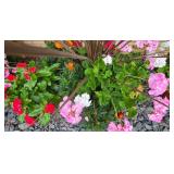 Pretty Potted Garden Plants