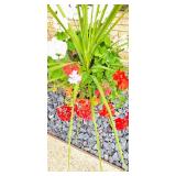 Pretty Potted Garden Plants