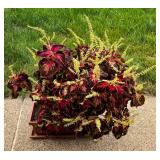 Pretty Potted Coleus Plant