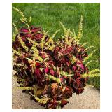 Pretty Potted Coleus Plant