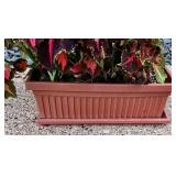 Pretty Potted Coleus Plant