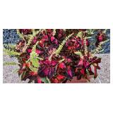 Pretty Potted Coleus Plant