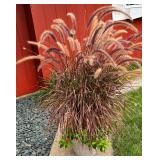 Beautiful Purple Fountain Grass Planting
