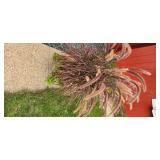 Beautiful Purple Fountain Grass Planting