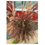 Beautiful Purple Fountain Grass Planting