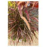 Beautiful Purple Fountain Grass Planting
