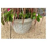 Beautiful Purple Fountain Grass Planting