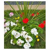 Lovely Floral Plantings