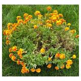 Potted Marigold Offering