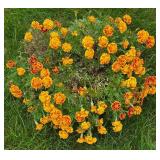 Potted Marigold Offering