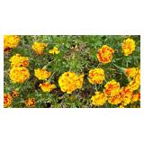 Potted Marigold Offering