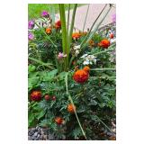 Large Planter Containing Marigolds & More
