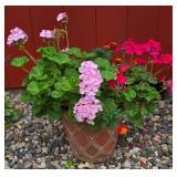 Colorful Geraniums in Brick Red Planter