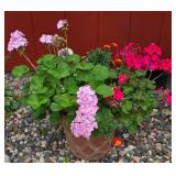 Colorful Geraniums in Brick Red Planter