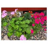 Colorful Geraniums in Brick Red Planter